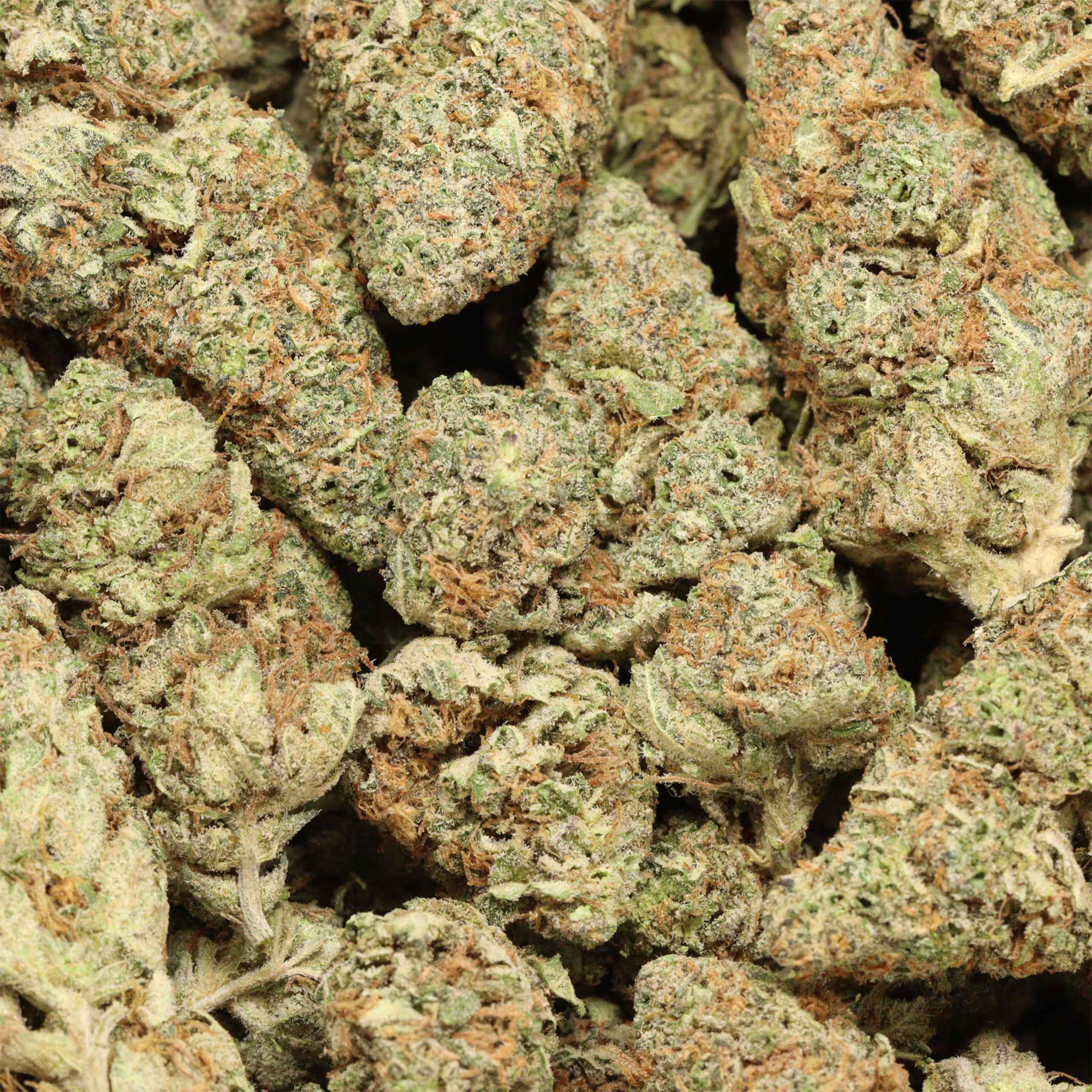 Blueberry AK - Image 3