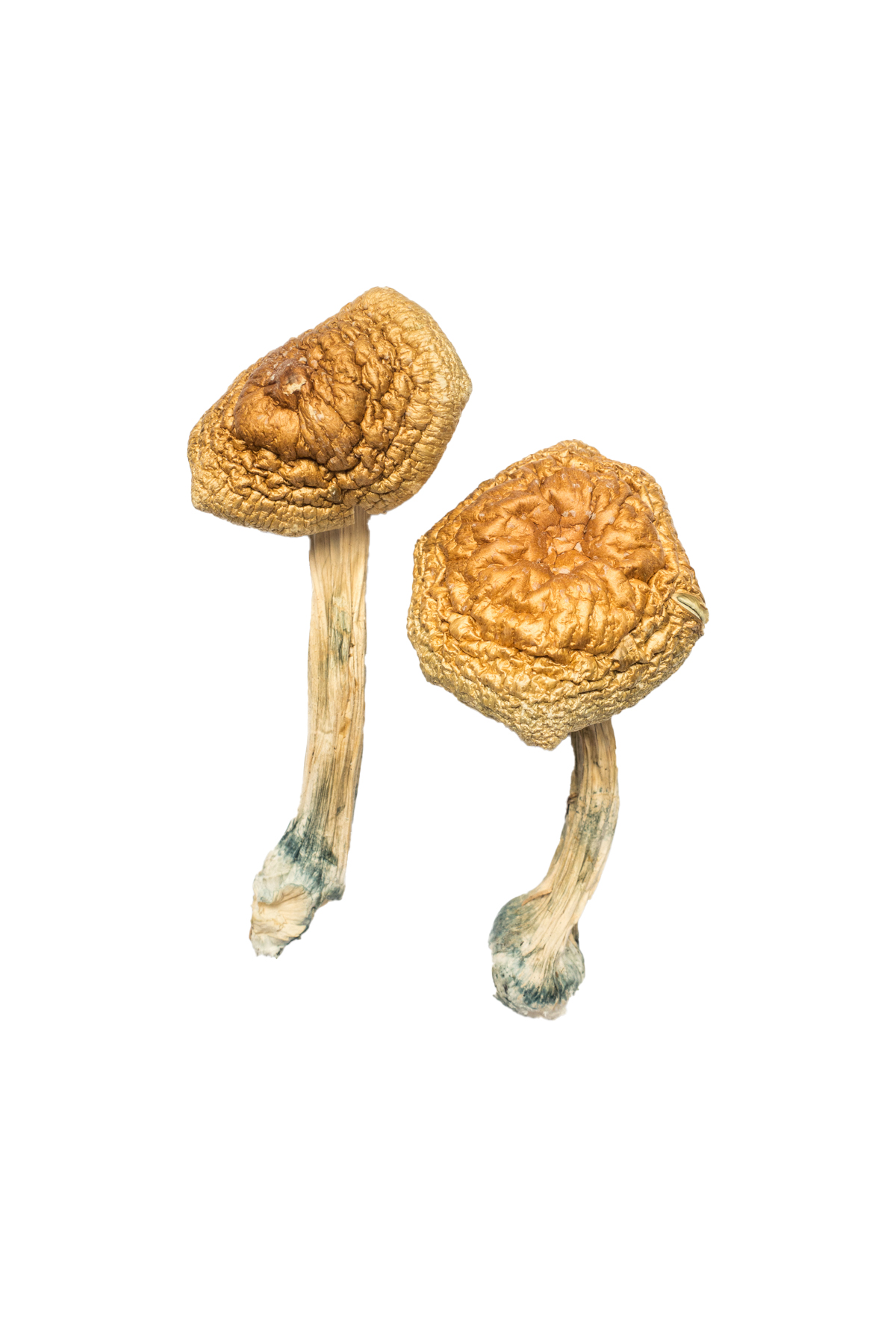 Golden Mammoth Mushroom