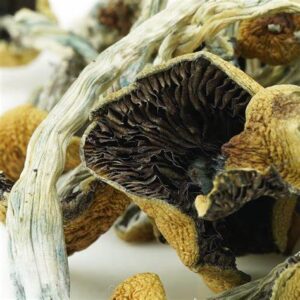 Goldie Magic Mushrooms