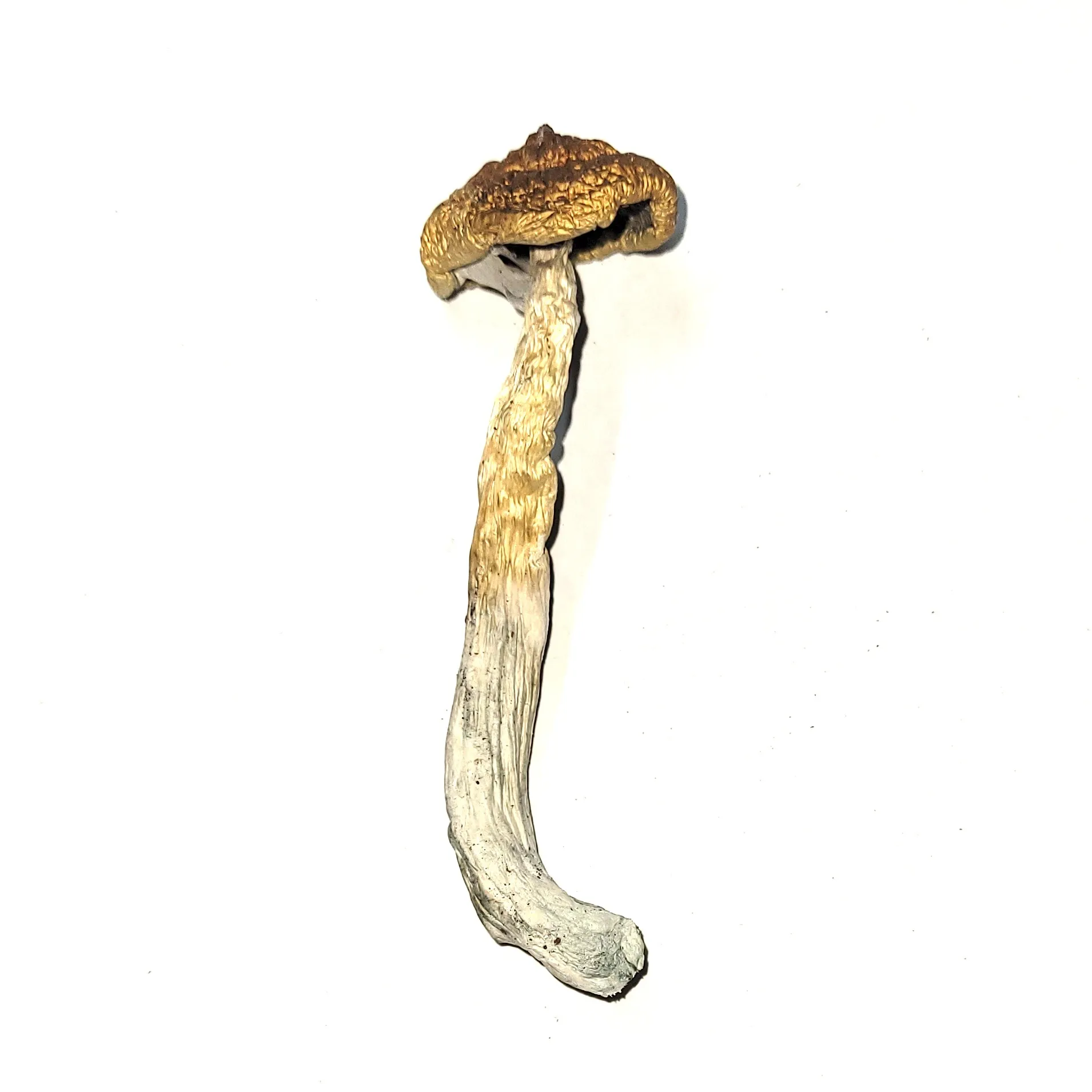McKennaii Psilocybin Mushroom - Image 2