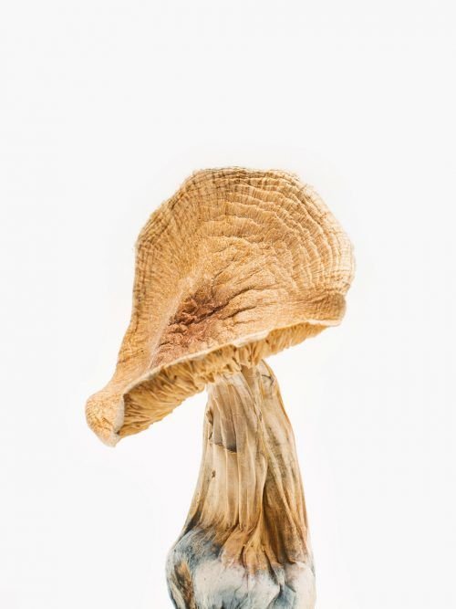 African Kobe Magic Mushrooms