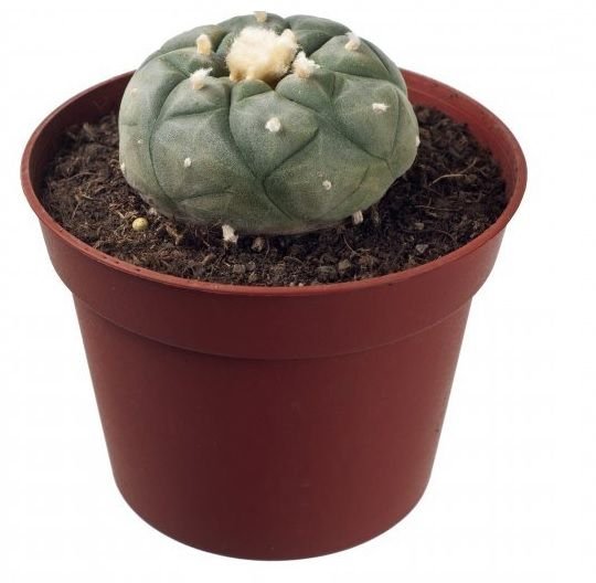 Peyote plant 4 – 5 cm