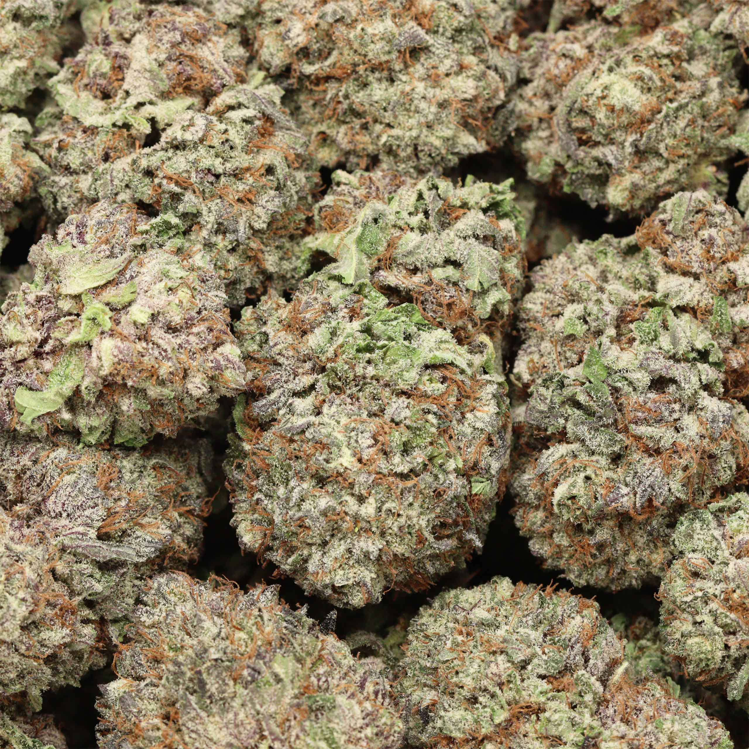 Purple Banner - Image 3